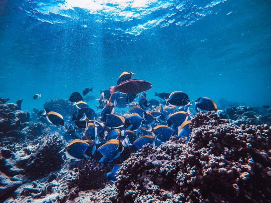 Reef fish moving over coral in clear shallow water