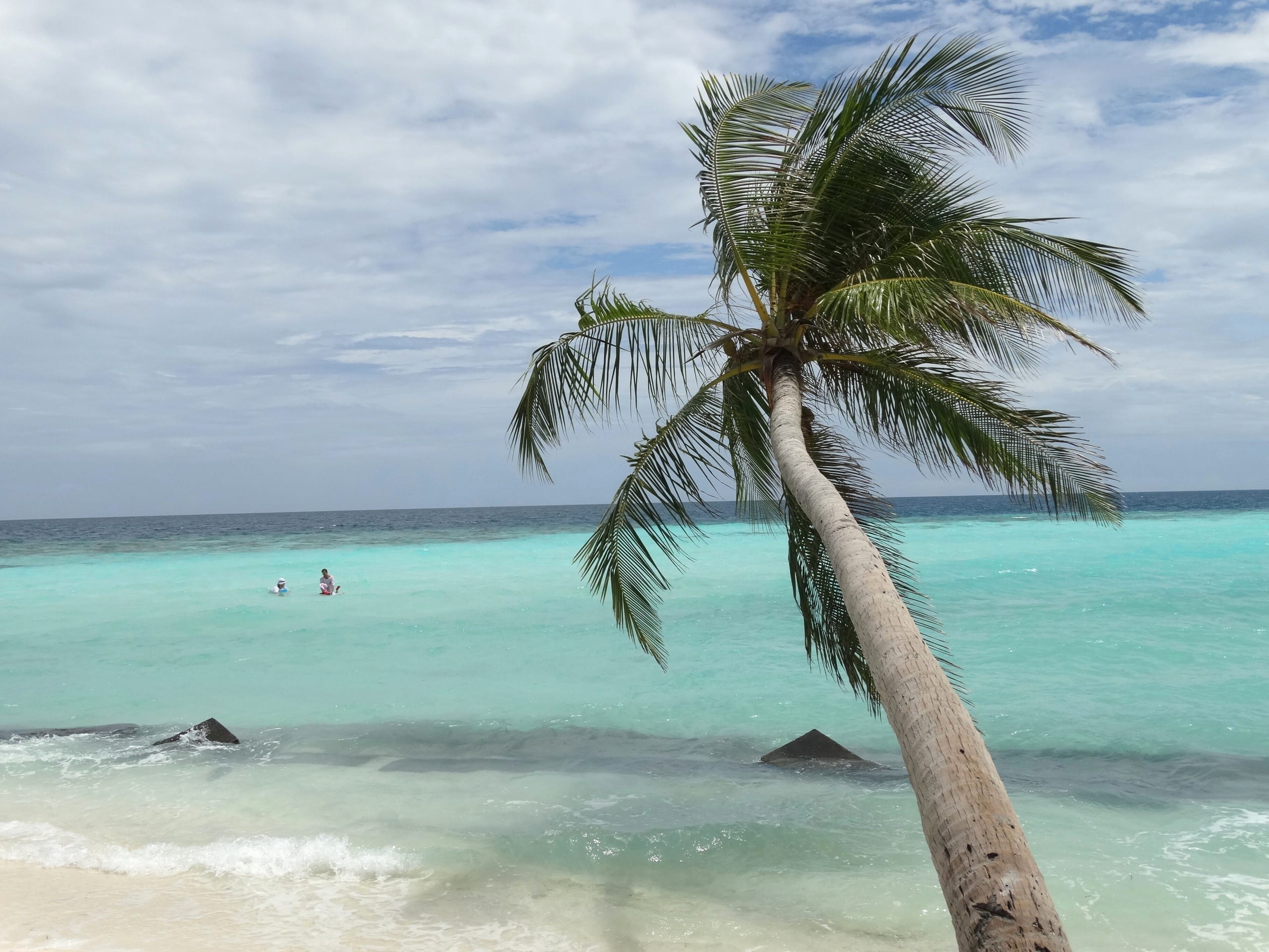 A leaning coconut palm over turquoise shallows on Maafushi with two swimmers in the water