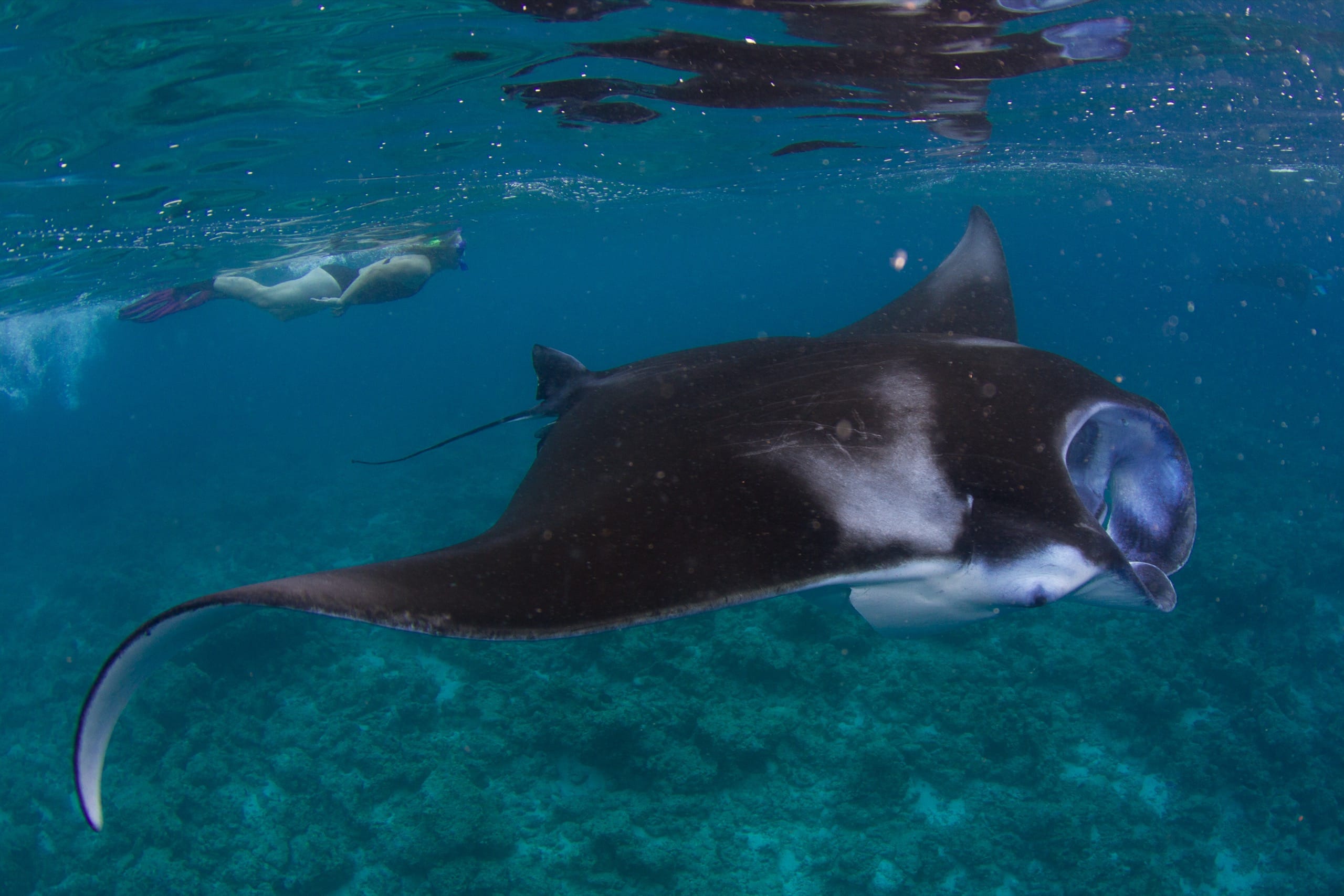 A manta ray gliding over reef with a snorkeler at the surface in the Maldives