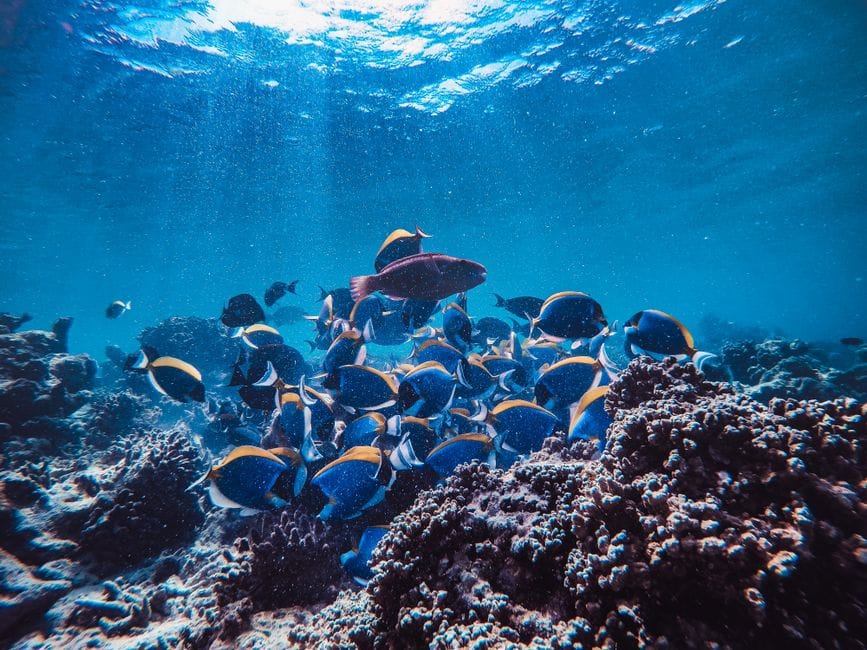 A school of blue tang moving over coral in clear shallow water