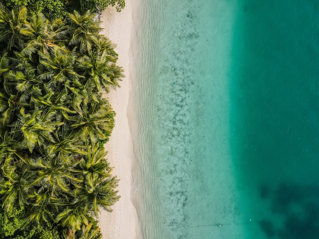 Dense coconut palms meeting a narrow white sand strip on Nolhivaranfaru in the Maldives, green turquoise shallows beyond, seen from above