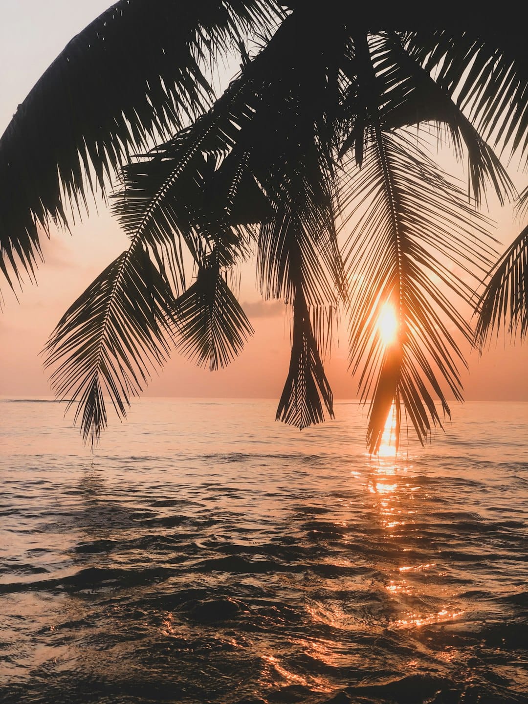 The sun dropping toward a flat sea behind hanging coconut fronds, its reflection running across the water