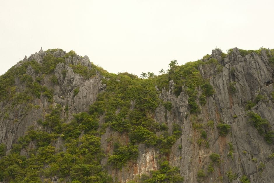 Gray limestone cliffs at El Nido covered in green scrub and a few palms, rising into a flat white sky
