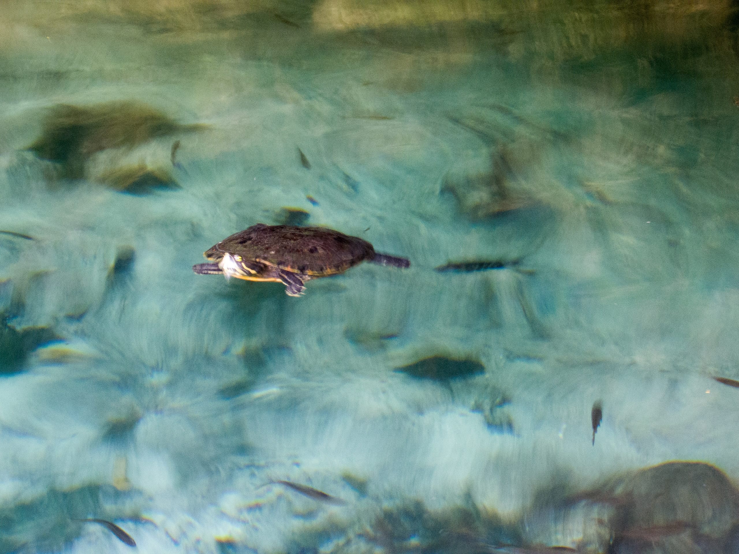 A small freshwater turtle paddling over the pale limestone bottom of Gran Cenote