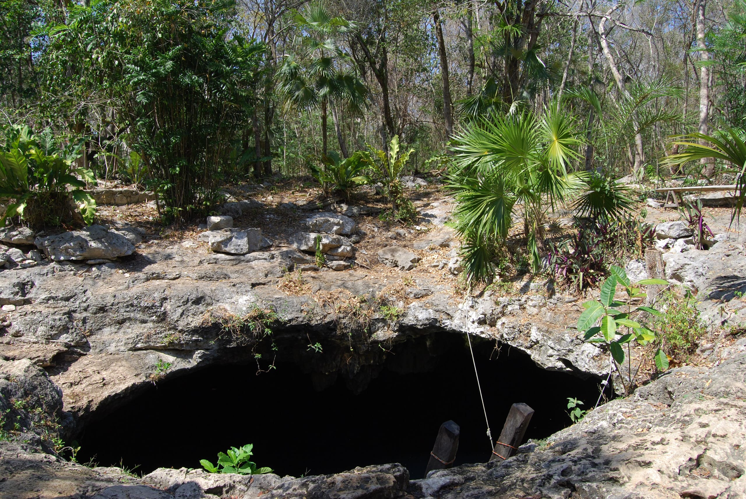 The main hole of Cenote Calavera, a dark opening in a limestone slab ringed by palms