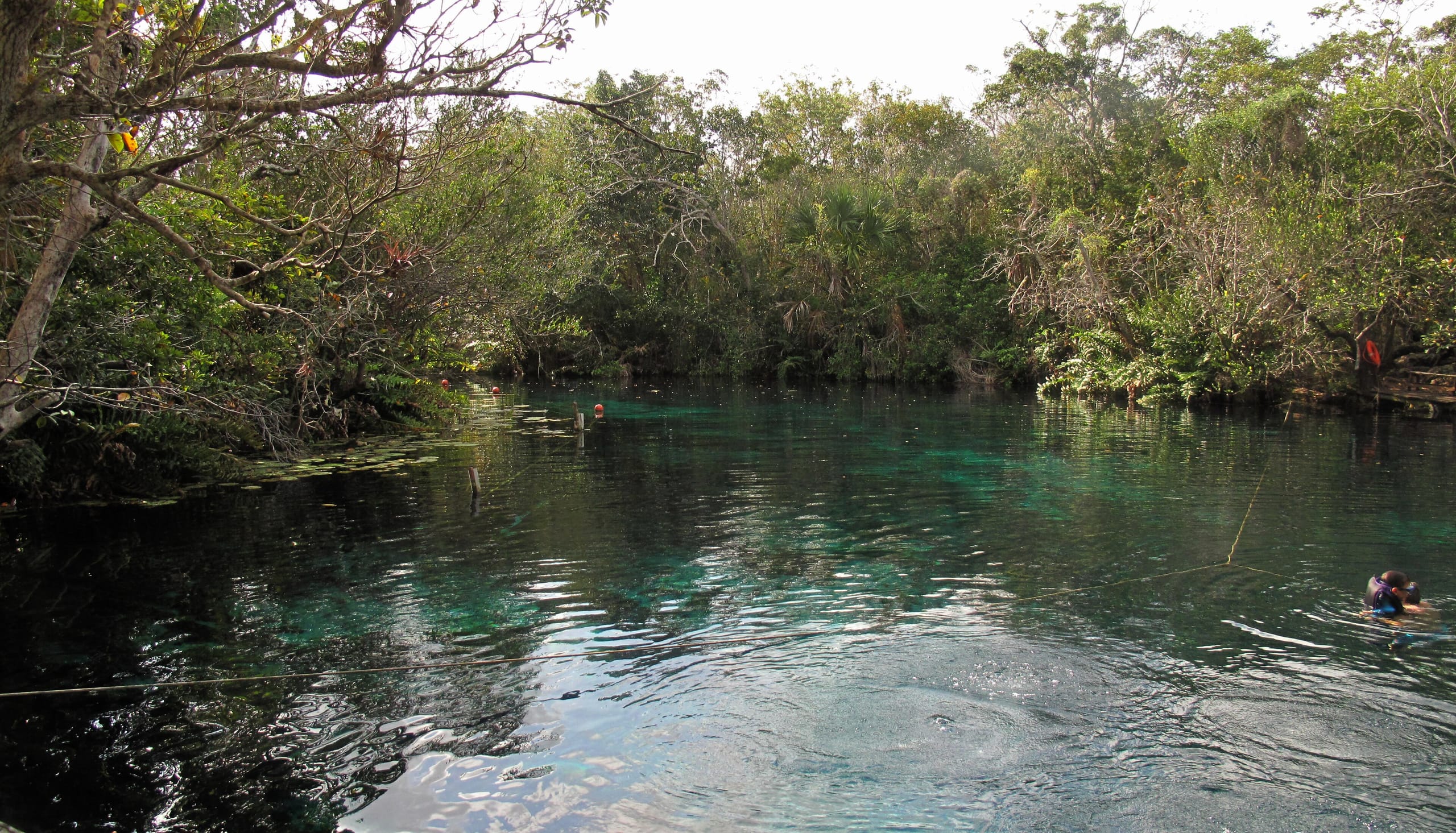 The open pond at Carwash Cenote west of Tulum, a snorkeler at the edge and trees all round