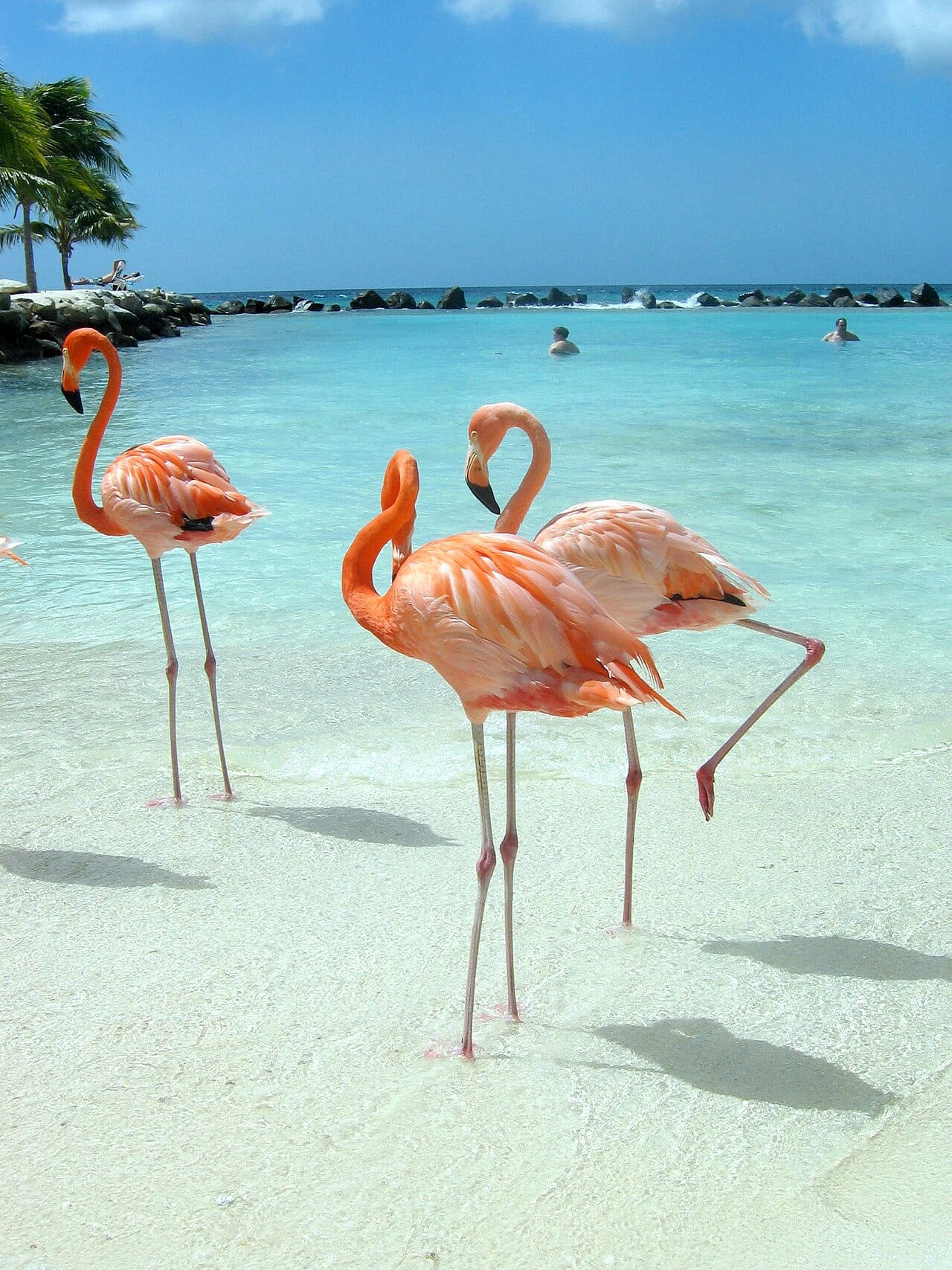 Two flamingos standing in clear shallow water over white sand