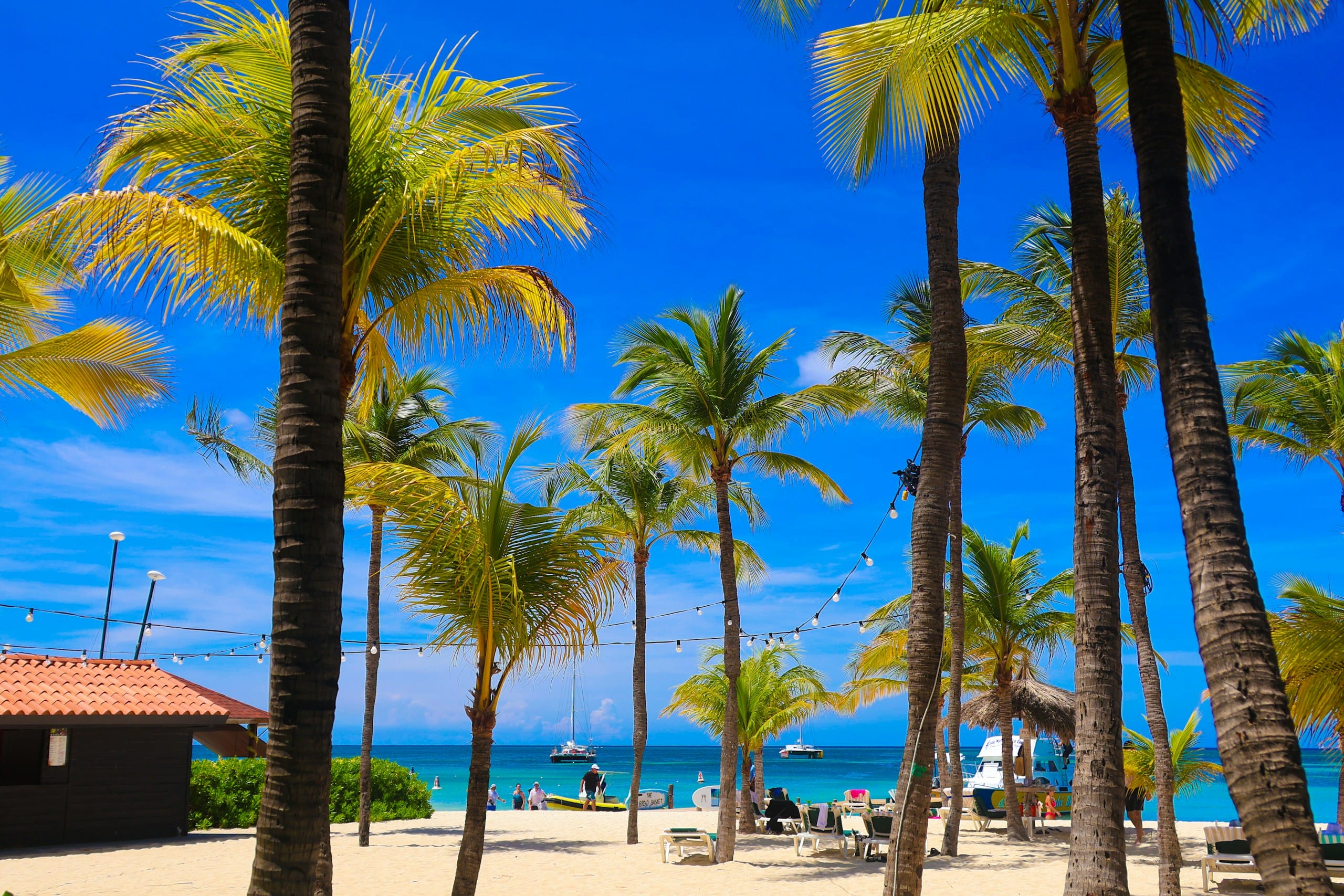 Palm trees line a sunny beach with blue ocean